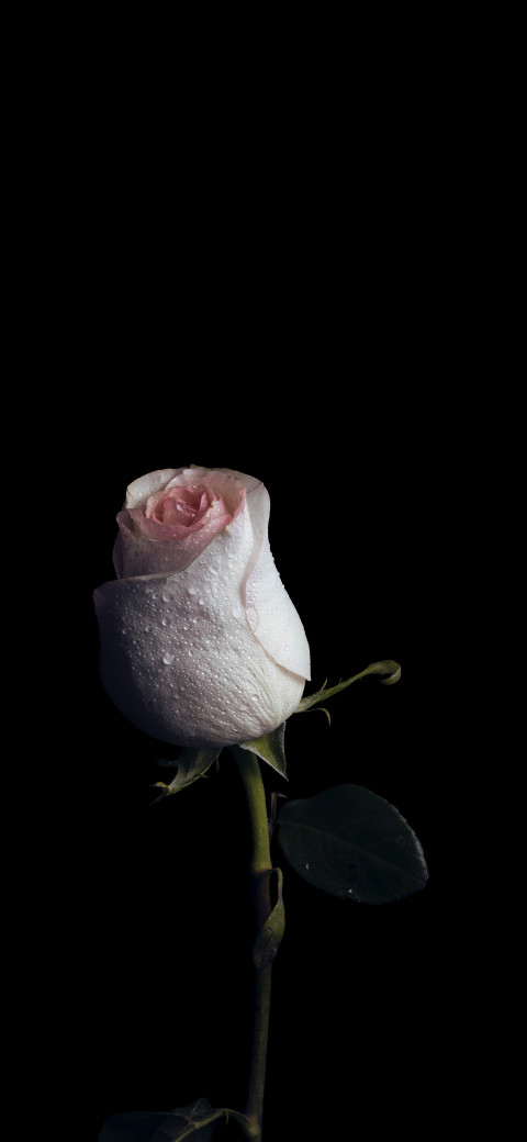 a close up of a single rose on a black background