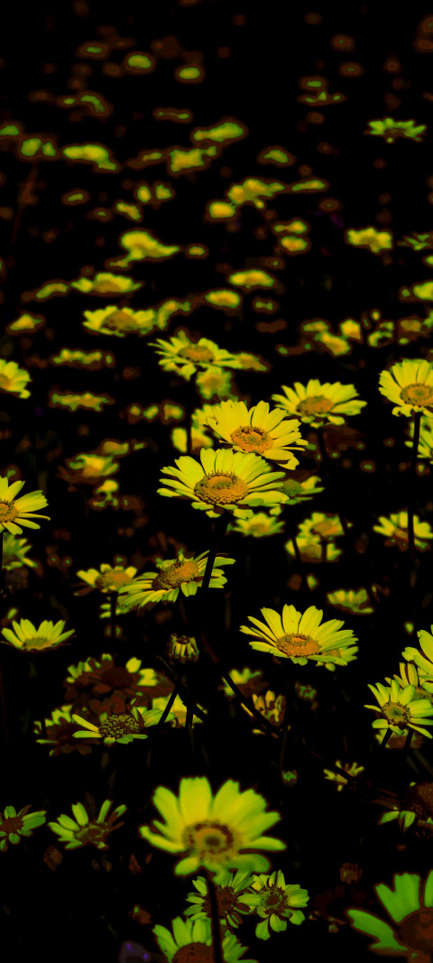 Free photo of Nature Amoled Wallpaper with Yellow, Flower & Nature