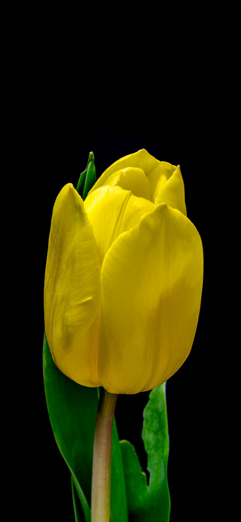 yellow tulip flower with green leaves on a black background