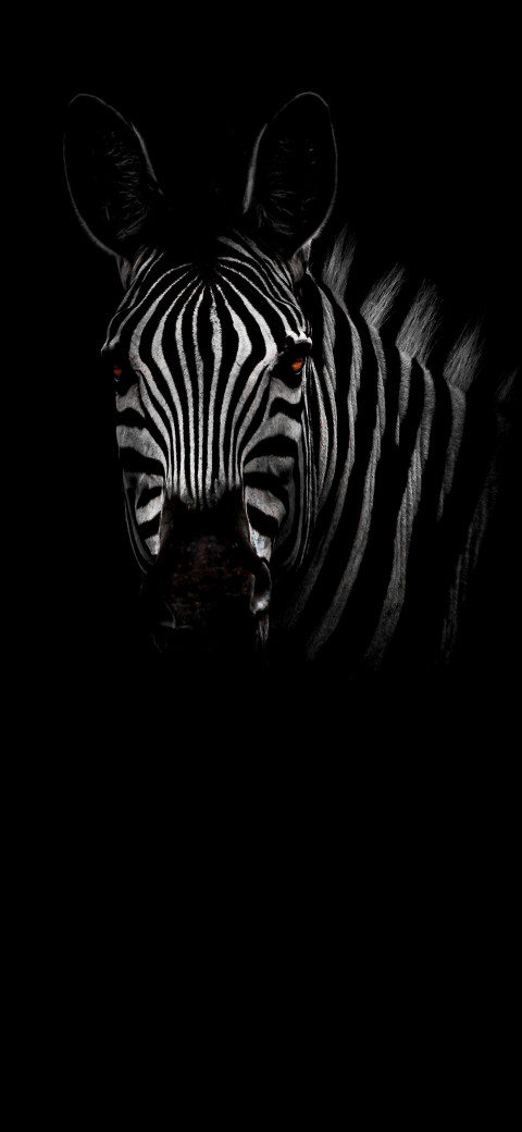zebra in the dark looking at the camera with its head turned