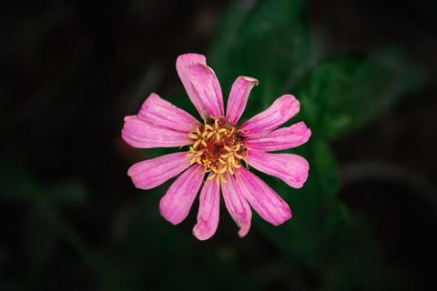 Free photo of pink flower blooming in the dark