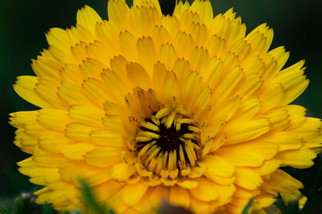 Free photo of yellow flower macro photography