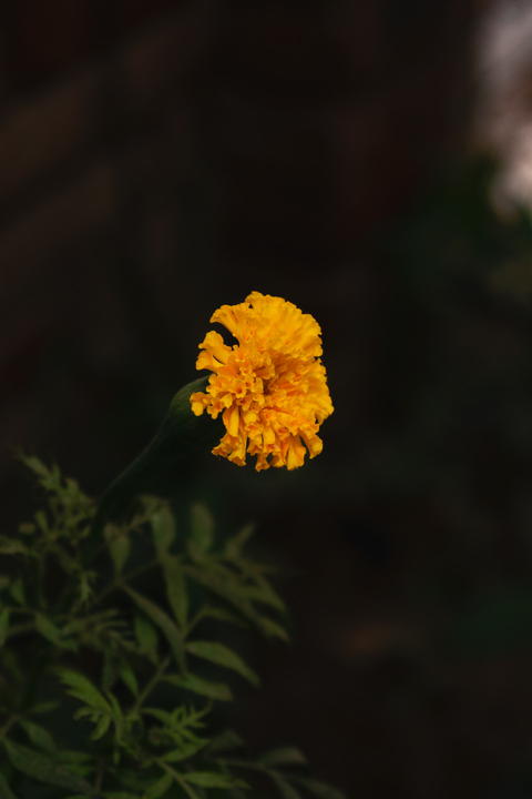 Free photo of yellow marigold flower that is growing in a pot