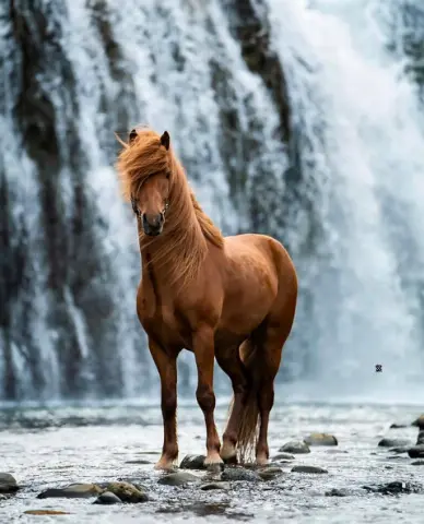 CB Editing Background (with Stallion and Nature)