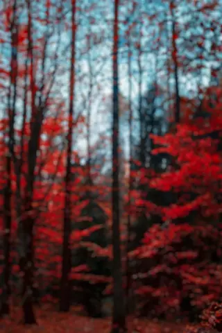 Blur CB Editing Background (with Nature and Tree)
