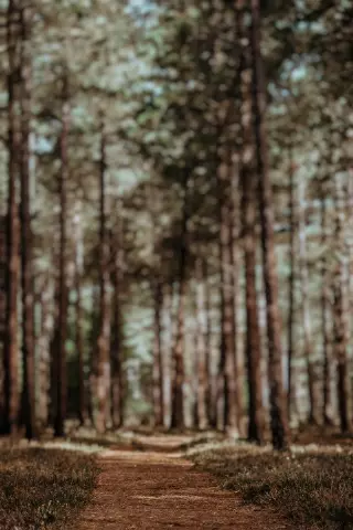 Blur CB Editing Background (with Tree and Nature)