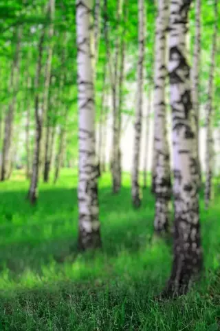Blur CB Editing Background (with Landscape and Beautiful)