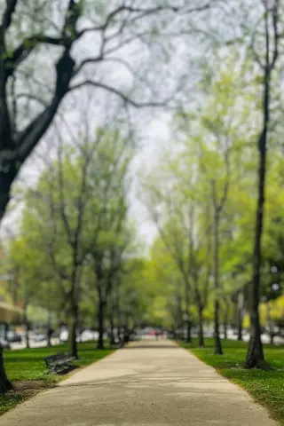 Blur CB Editing Background (with Park and Nature)
