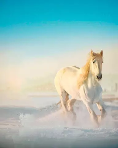 Picsart Editing Background (with Horse and Equine)