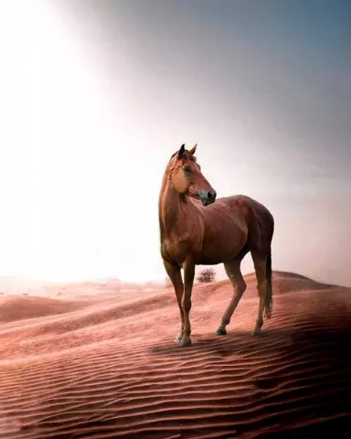Picsart Editing Background (with Animal and Desert)