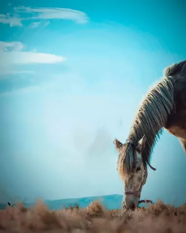 Picsart Editing Background (with Horse and Animal)
