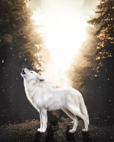 Picsart Editing Background (with Wolf and Nature)