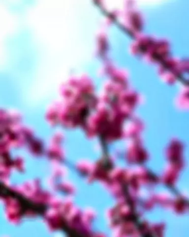 Blur CB Editing Background (with Spring and Summer)