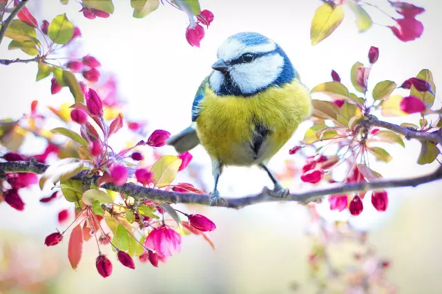 a bird on a branch near colorful flowers