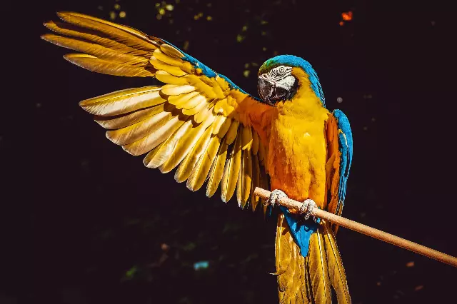 a colorful parrot is perched on a branch