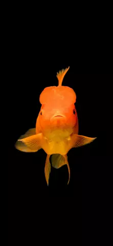 Animals Amoled Wallpaper with Fish & Goldfish