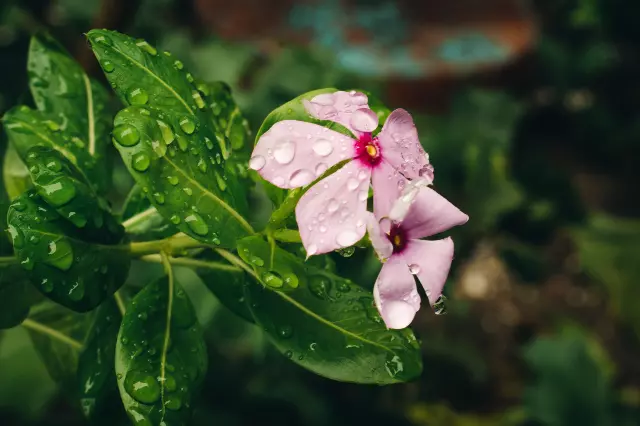 Catharanthus roseus / Madagascar periwinkle Flower with Rain drops