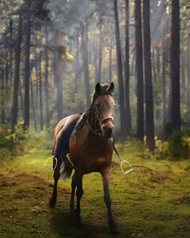 CB Editing Background (with Animal and Horse)
