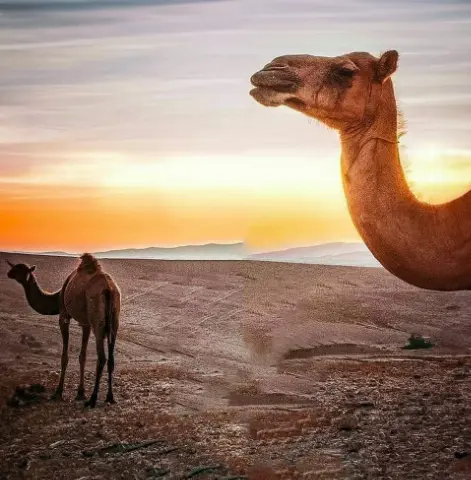 CB Editing Background (with Camel and Tourism)