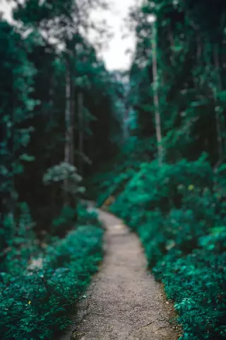 Forest Blur CB Editing Background (with Landscape and Beautiful)
