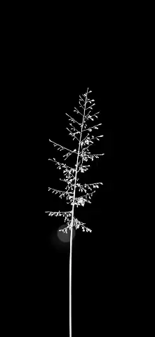 Minimal Amoled Wallpaper with Branch, Tree & Black and white