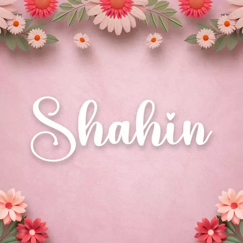 Name DP: shahin
