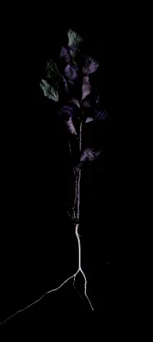 Nature Amoled Wallpaper with Black, Branch & Purple