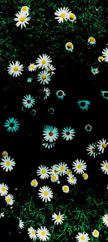 Nature Amoled Wallpaper with Flower, Daisy & chamomile