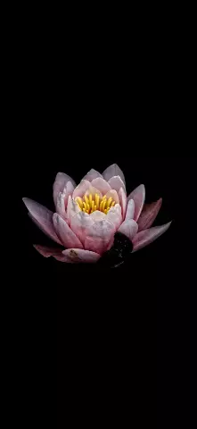 Nature Amoled Wallpaper with Flower, Sacred lotus & Lotus family