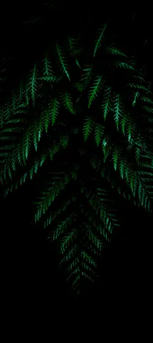 Nature Amoled Wallpaper with Green, Leaf & Tree