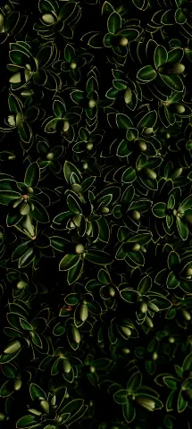 Nature Amoled Wallpaper with Green, Pattern & Plant
