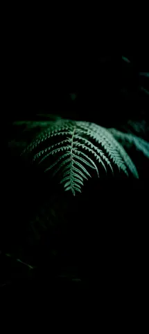 Nature Amoled Wallpaper with Leaf, Darkness & Terrestrial plant