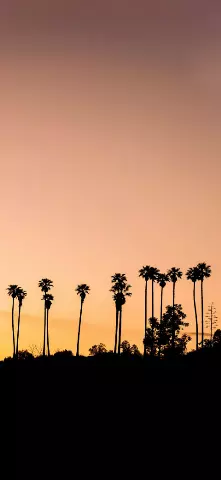 Nature Amoled Wallpaper with Sky, Tree & Palm tree