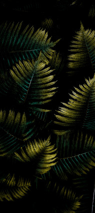 Nature Amoled Wallpaper with Vegetation Green & Leaf