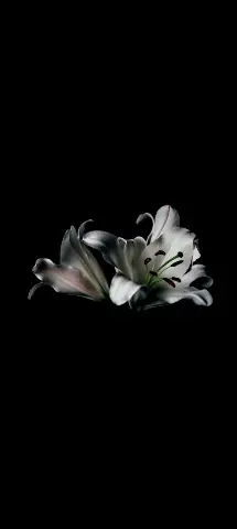 Nature Amoled Wallpaper with White, Peruvian lily & Flower