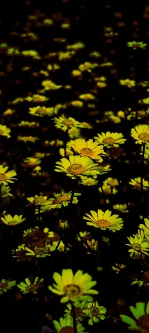 Nature Amoled Wallpaper with Yellow, Flower & Nature
