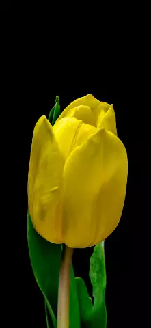 Nature Amoled Wallpaper with Yellow, Flower & Petal