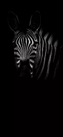 Nature Amoled Wallpaper with Zebra, Wildlife & Black and white