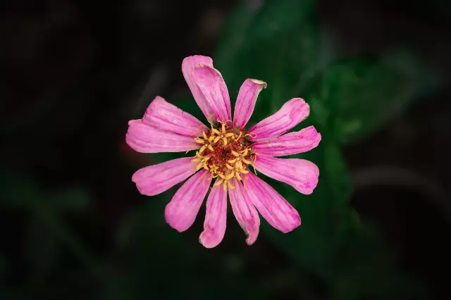 pink flower blooming in the dark