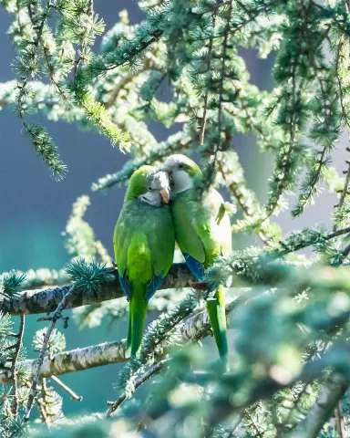 two green parrots sitting on a branch of a tree