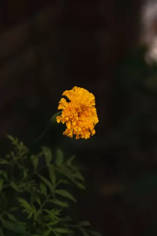 yellow marigold flower that is growing in a pot